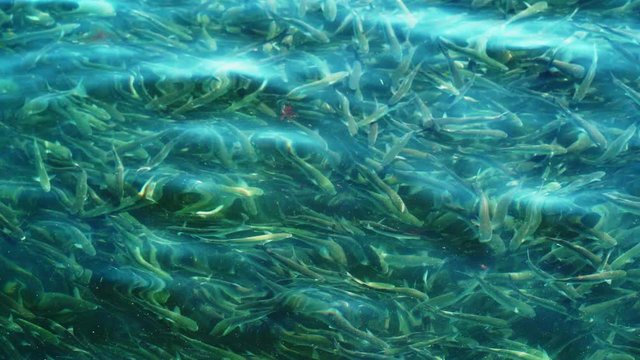 A large flock of mullet in the sea near the shore in not very clear sea water