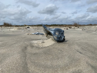 Knobbed whelk on beach