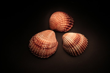 Conchiglie