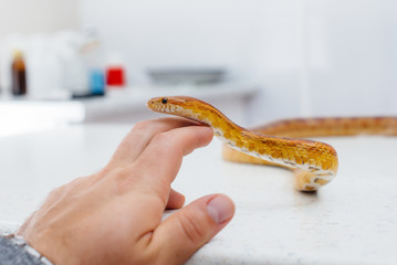 Fototapeta premium In a modern veterinary clinic, a yellow snake is examined. Veterinary clinic
