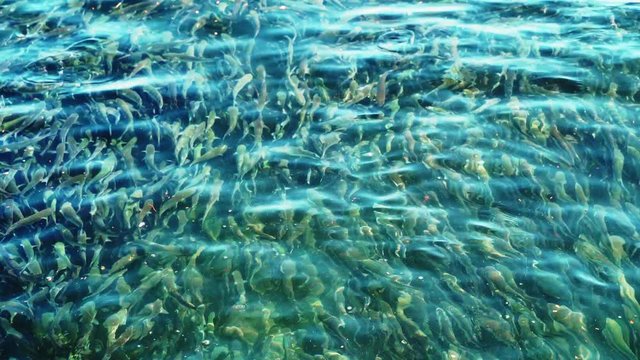 A large flock of mullet in the sea near the shore in not very clear sea water