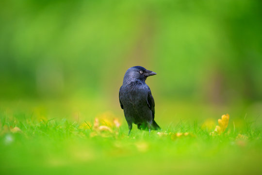 jackdaw