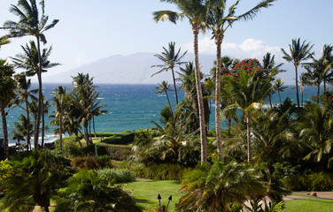 Fresh tropics-blue ocean and palm trees in Maui, Hawaii.