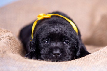Portrait of a cute labrador puppy in the studio.