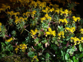 Piante grasse con fiori gialli