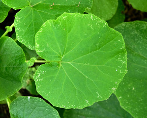 One single large round green leaf.