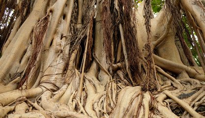 Thick roots of a banyan tree. (Ficus bengalensis)
