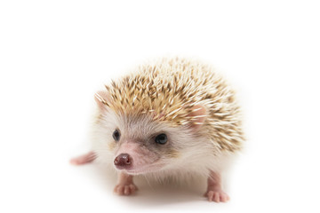 cute hedgehog on isolate backround