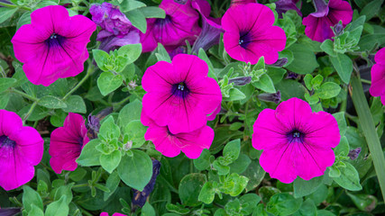 Top view of beautiful purple petunias with green leaves background