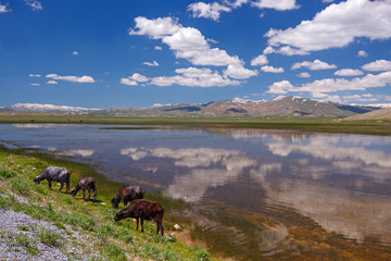 Herd of cows grazing in a pasture near the lake
