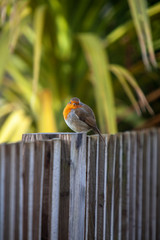 Robin Redbreast perched on a garden fence