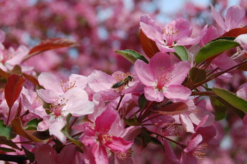 pink cherry blossom