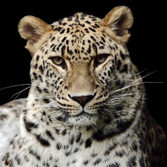 Close-up Portrait Of Leopard Against Black Background