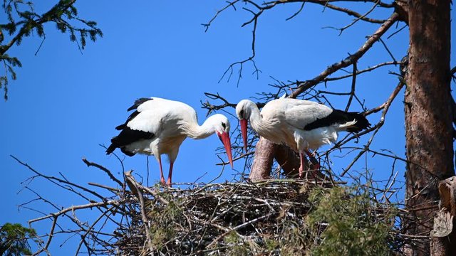 the mating behavior of the storks in their nest