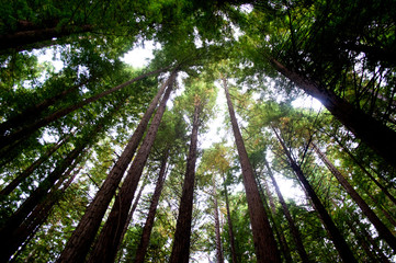 Tall redwoods in a forest of Cantabria, Spain