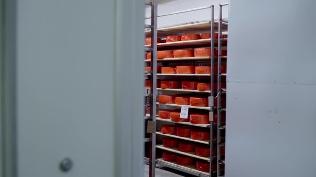 Looking to the Cheese Store Room Cheese House Prepared Product at the Milk Production Factory Red Package Parmezan Maasdam Goudse