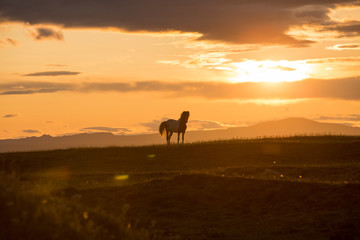 Fototapeta na wymiar icelandic horse at sunset