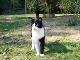 Stojący biało czarny kot w ogrodzie na tle zieleni, ciekawe spojrzenie