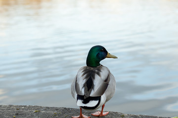 duck on the water