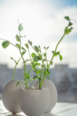 CSR Corperate social responsibility concept, zero waste plastic free sustainable living. Seedlings of peas in an egg shell. 
