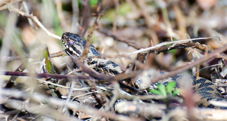 Adder