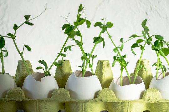 Seedlings of peas in an egg shell. Without plastic. Environmentally friendly living concept, zero waste.
World Food Day, responsible consumption.