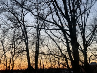 silhouette of a tree at sunset
