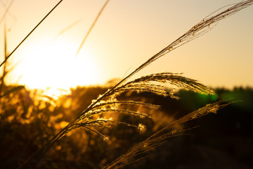 holy christian supper church brazil