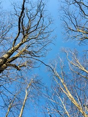 tree branches against blue sky