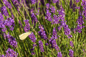 Fototapeta premium Butterffly and insects in a sunny day