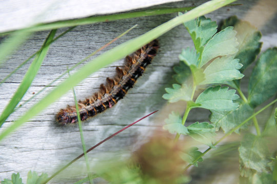 cuncuna, oruga sobre la madera