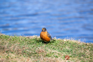 robin looking at you