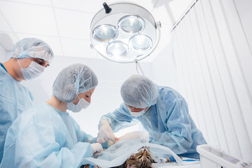 In a modern veterinary clinic, an operation is performed on an animal on the operating table in close-up. Veterinary clinic