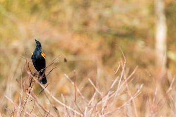 red winged blackbird