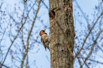 woodpecker on tree