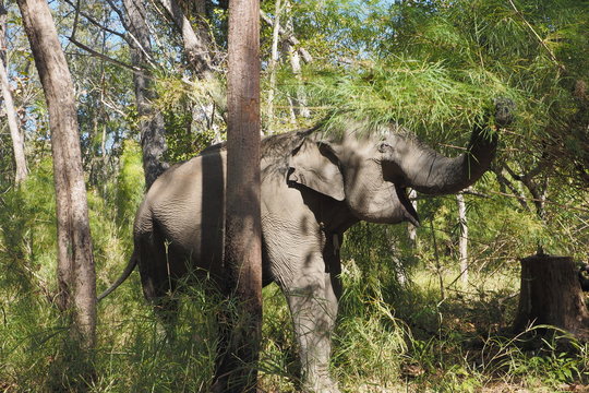 Feeding Wild Female Asian Elephant in Yok Don National Park, Vietnam