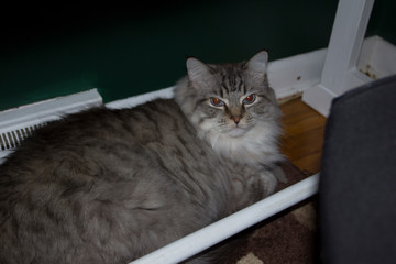 Ragdoll Cat