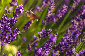 Butterffly and insects in a sunny day