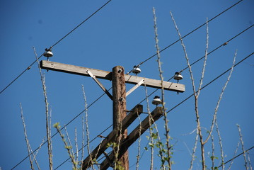 electric pole on a blue sky