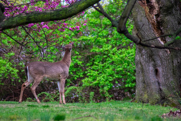 A Deer Eating Flowers off a Tree