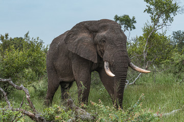 Full body view of an African elephant with large tusks facing right