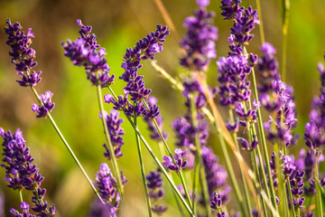 Butterffly and insects in a sunny day