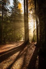 Fototapeta premium Ordesa National Park, Huesca, Spain. October, 2018. Trekking through the national park at sunrise with the sun between the trees