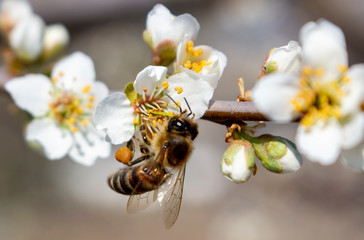 Beekeeping as a business, spring harvesting of honey from plum blossoms.