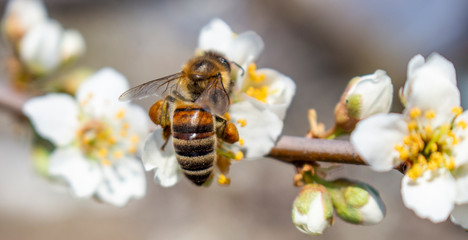 A bee that collects honey and carries it on its paws, closeup, plum blossoms in spring.