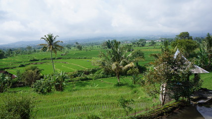 Fototapeta na wymiar rice terraces in bali