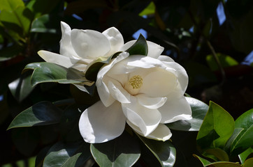 beautiful white magnolia flower close-up in the garden  on a summer day  © Viktoriia Kolosova