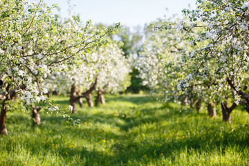apple orchard with blooming apple trees. Apple garden in sunny spring day. Countryside at spring...