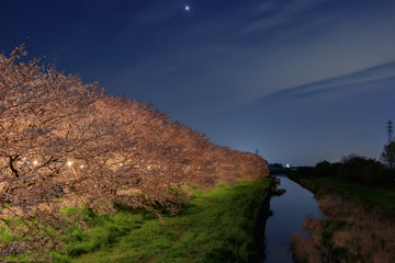 ライトアップされた流川の桜並木  福岡県うきは市　
Nagarekawa Row of cherry trees light up and Fukuoka Ukiha city