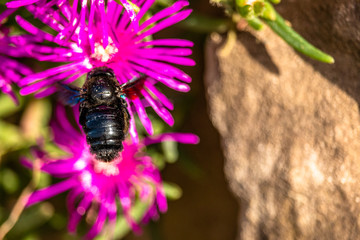 Butterffly and insects in a sunny day